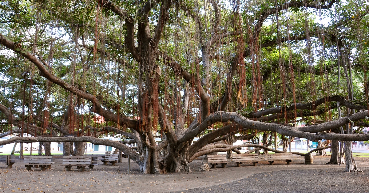 Will Lahaina’s Banyan Tree Survive the Devastating Maui Fires?