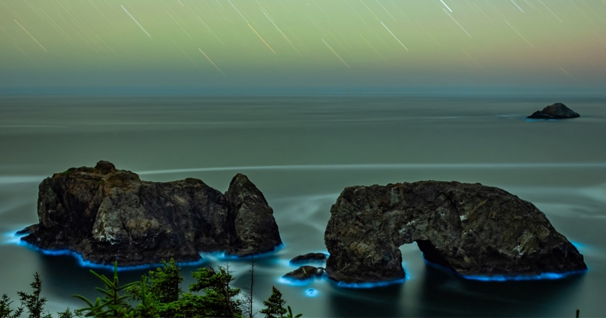 Photographer Expertly Captures Bioluminescence Off Oregon Coast