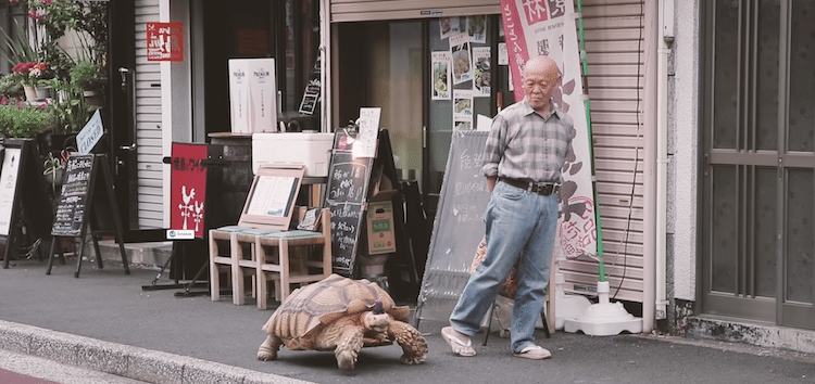 Japanese Man Walks Pet Tortoise