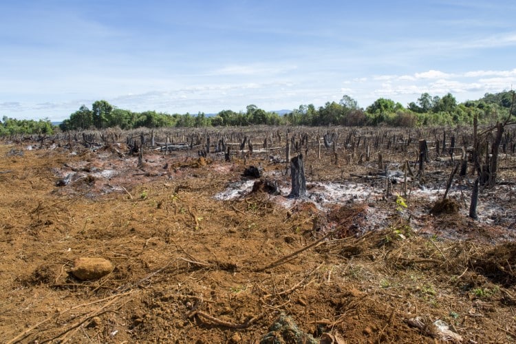 Slash and Burn in Brazilian Amazon