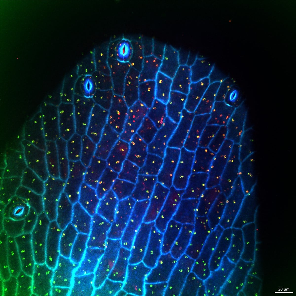 Autofluorescence of the tip of the stamens of flowers