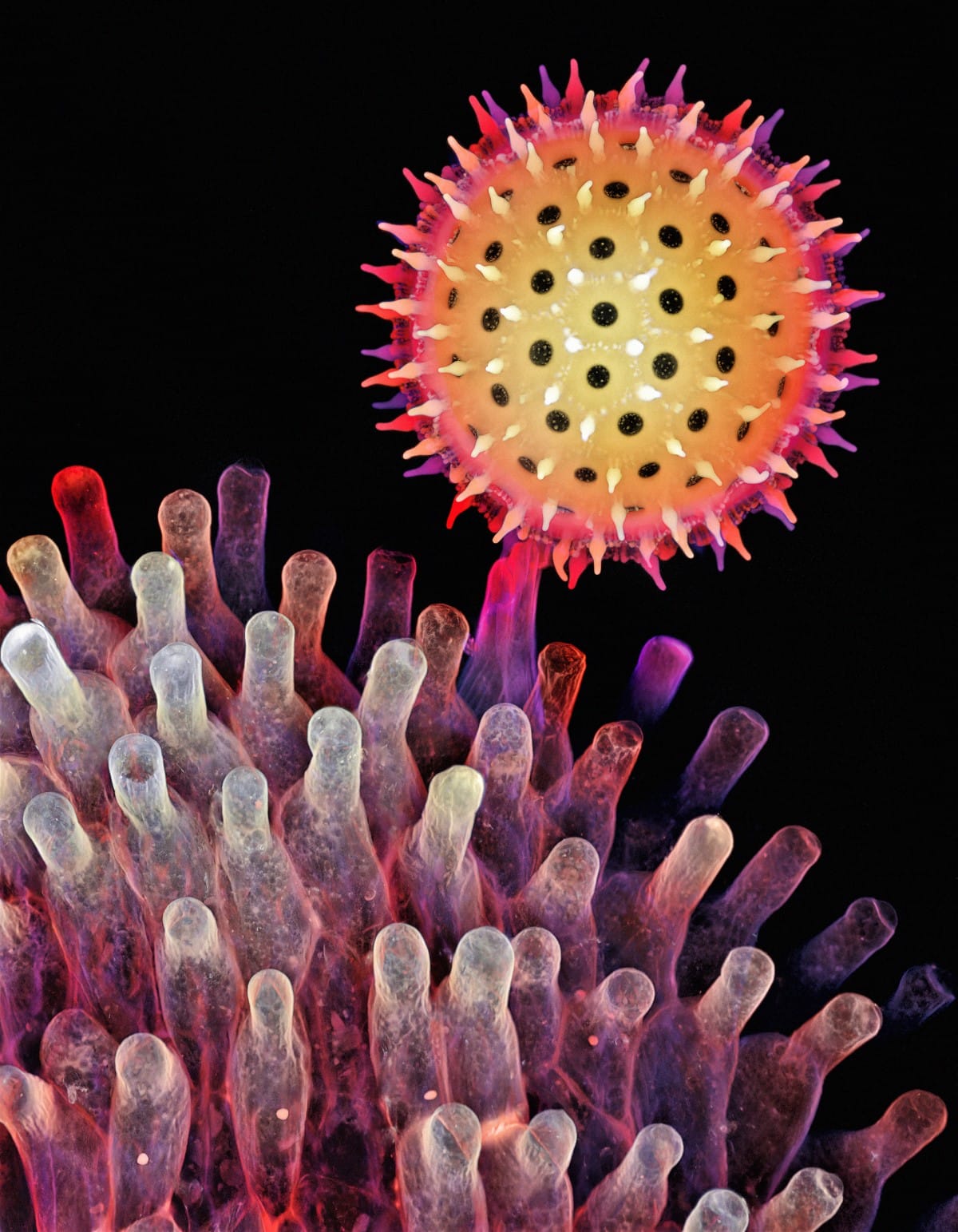 Depth color-coded projection showing a germinating pollen grain of a morning glory attached to the stigma