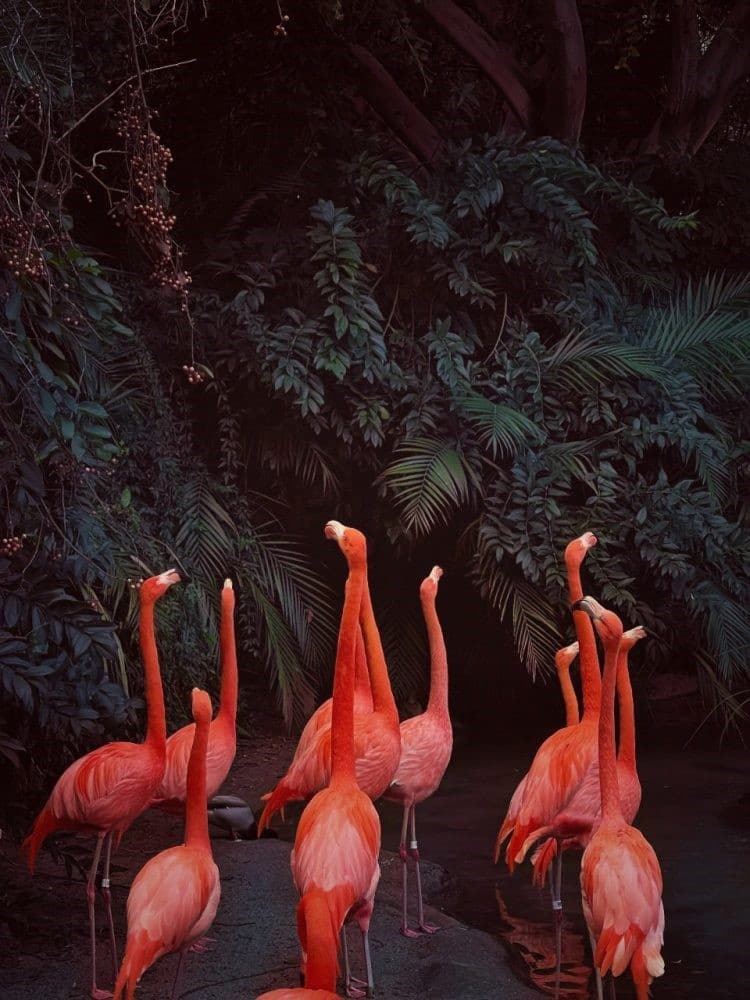 Flamingos