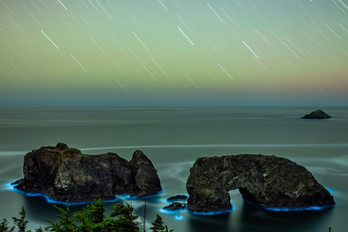 Bioluminescence in Oregon by Jay Shah