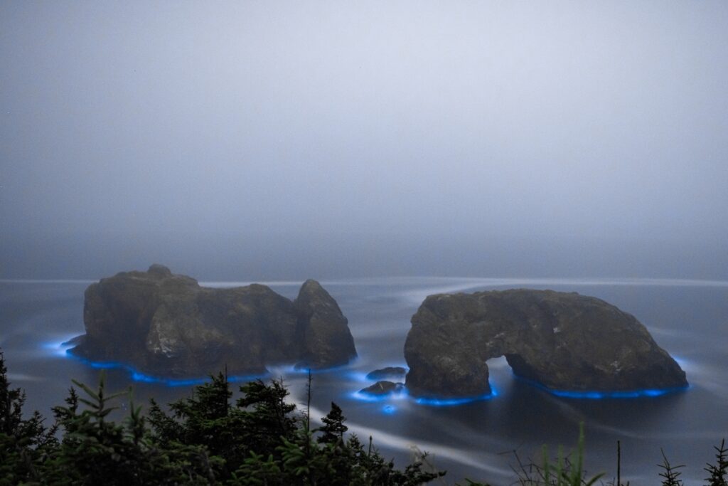 Photographer Expertly Captures Bioluminescence Off Oregon Coast