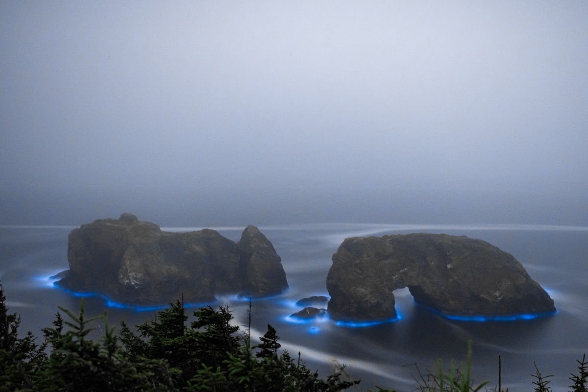 Bioluminescence in Oregon by Jay Shah