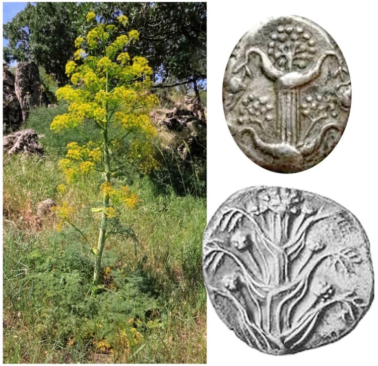 Ancient Greek’s Mythical Miracle Plant Silphium May Have Been Rediscovered