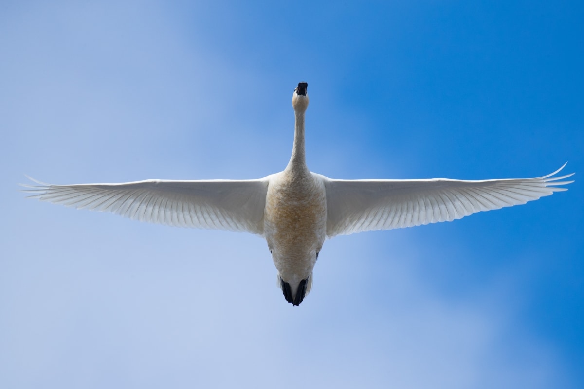 Bird in flight by Robert Irwin