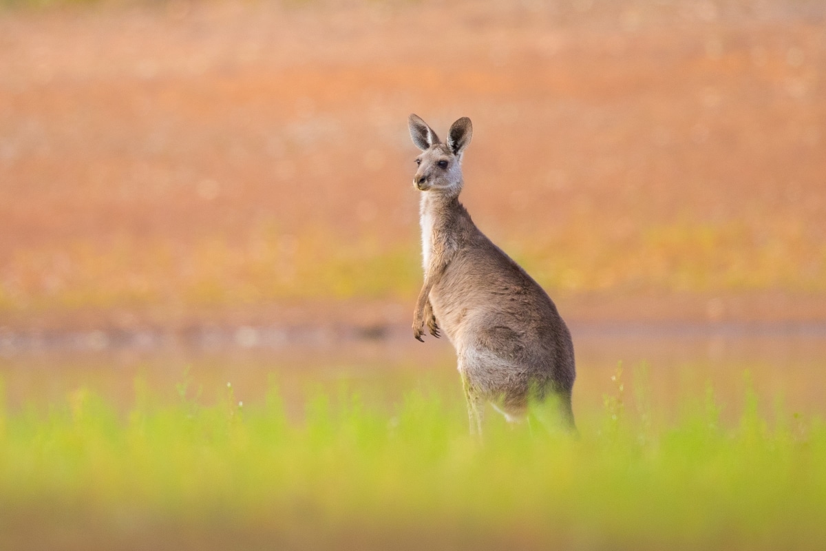 Kangaroo in a field by Robert Irwin
