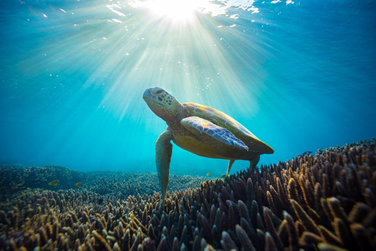 Turtle Swimming Under Water by Robert Irwin