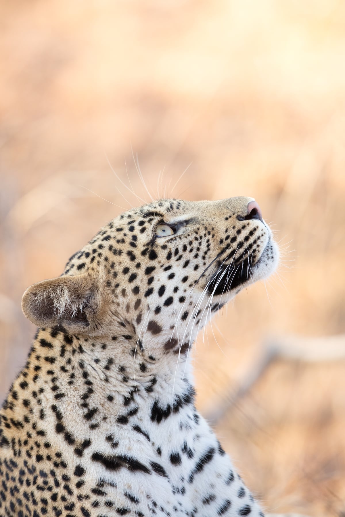 Leopard by Robert Irwin