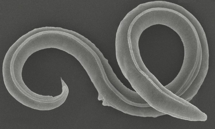 Prehistoric roundworm revived from Siberian permafrost