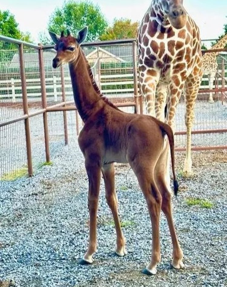 Spotless giraffe born at Tennessee's Brights Zoo