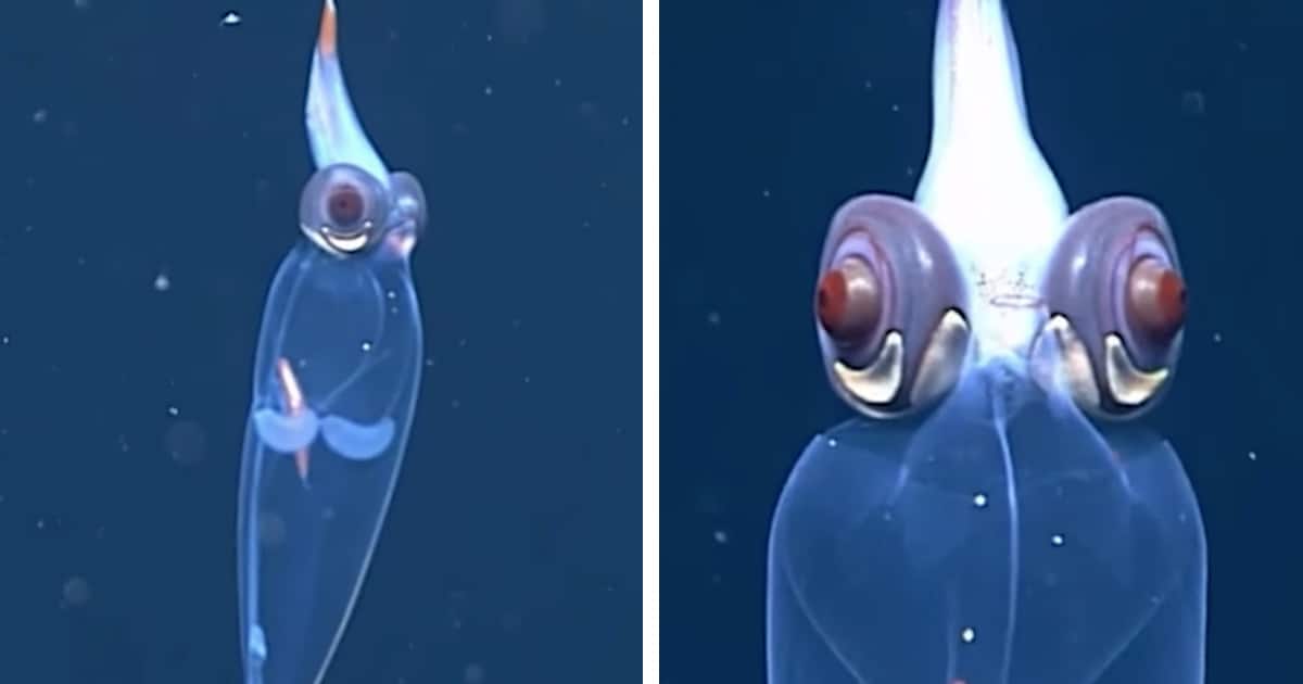 Amazing Video Captures a Glass Squid Swimming in the Depths of the Ocean