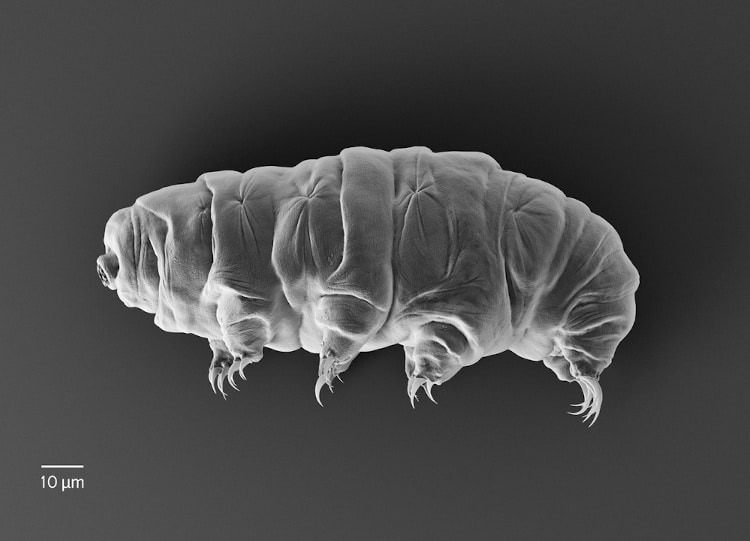 Tardigradi (orso d'acqua).  illustrazione 3D.