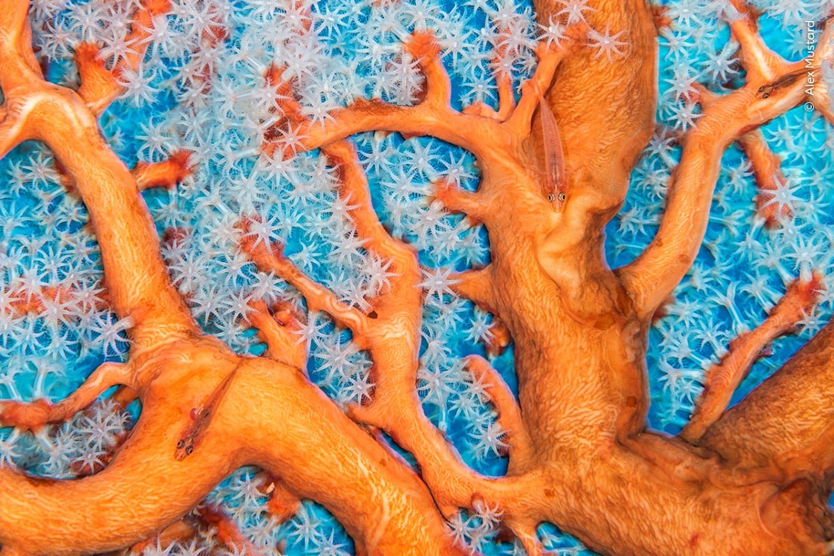 Ghost gobies swimming through coral reef in Indonesia