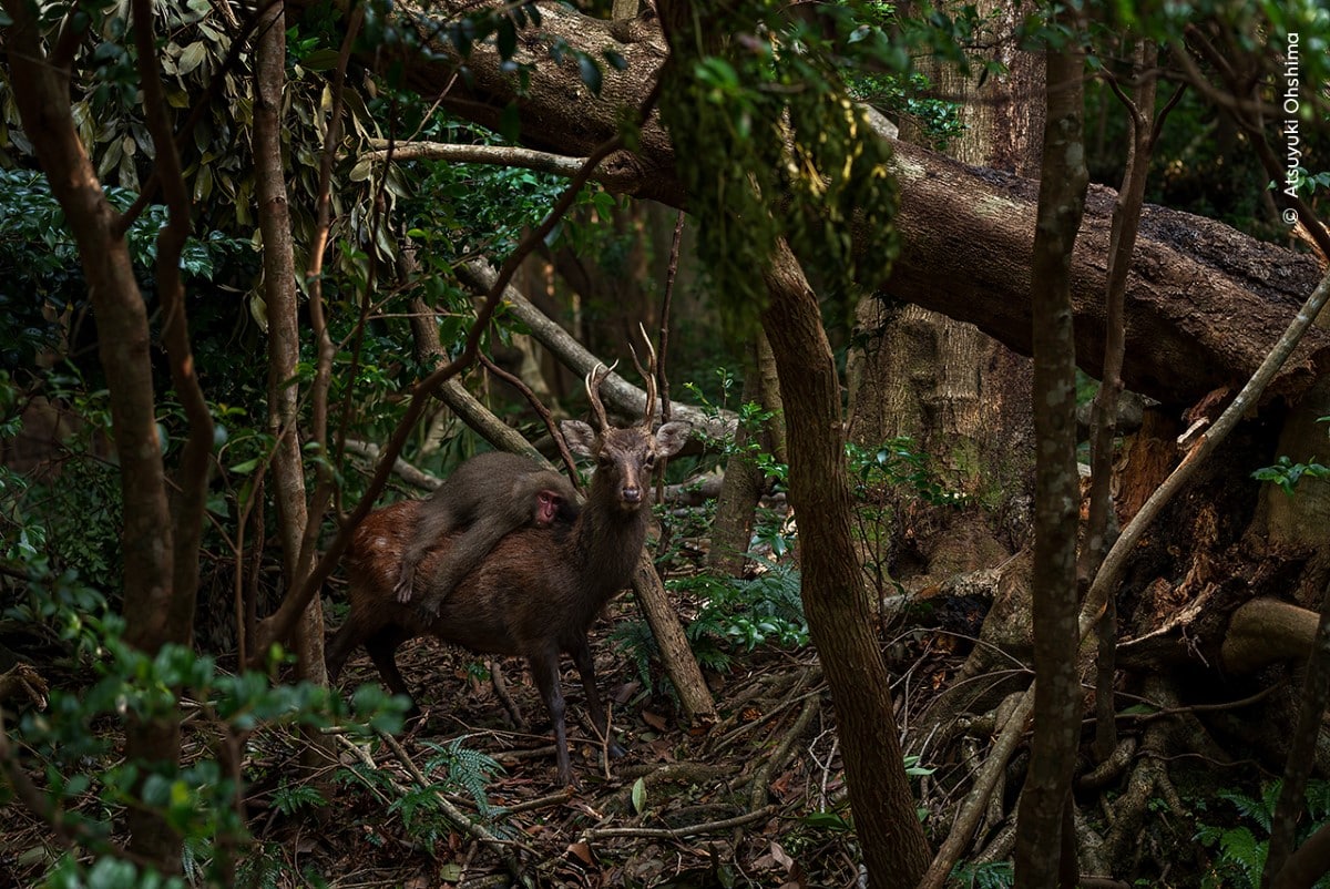 Macaque jumps on a deer in Japan