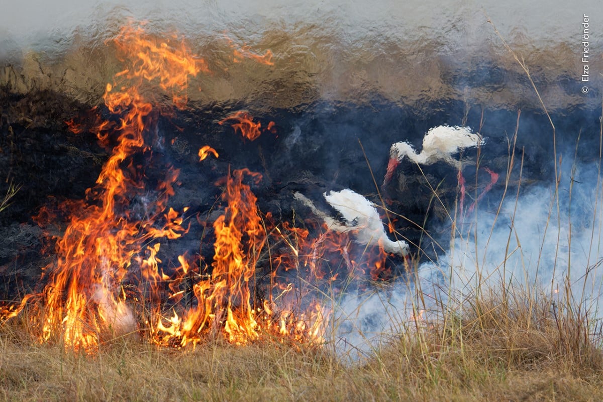 Storks against controlled burn fire at the Maasai Mara in Kenya