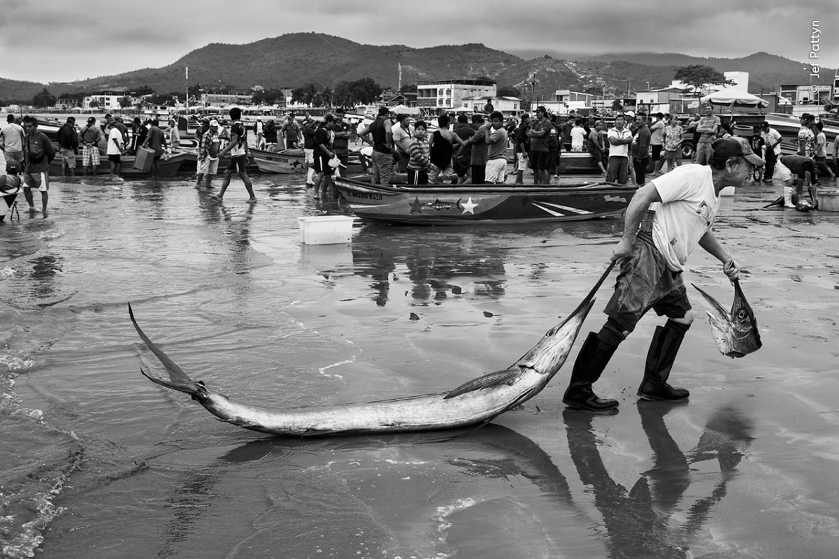 Artisan fisher drags a sailfish across the beach in Ecuador