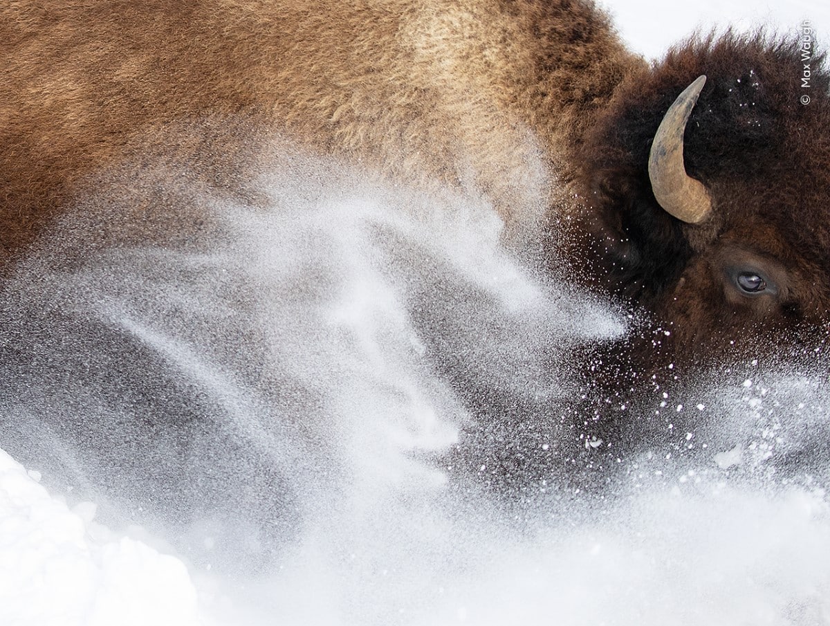 Bison at Yellowstone in the Snow