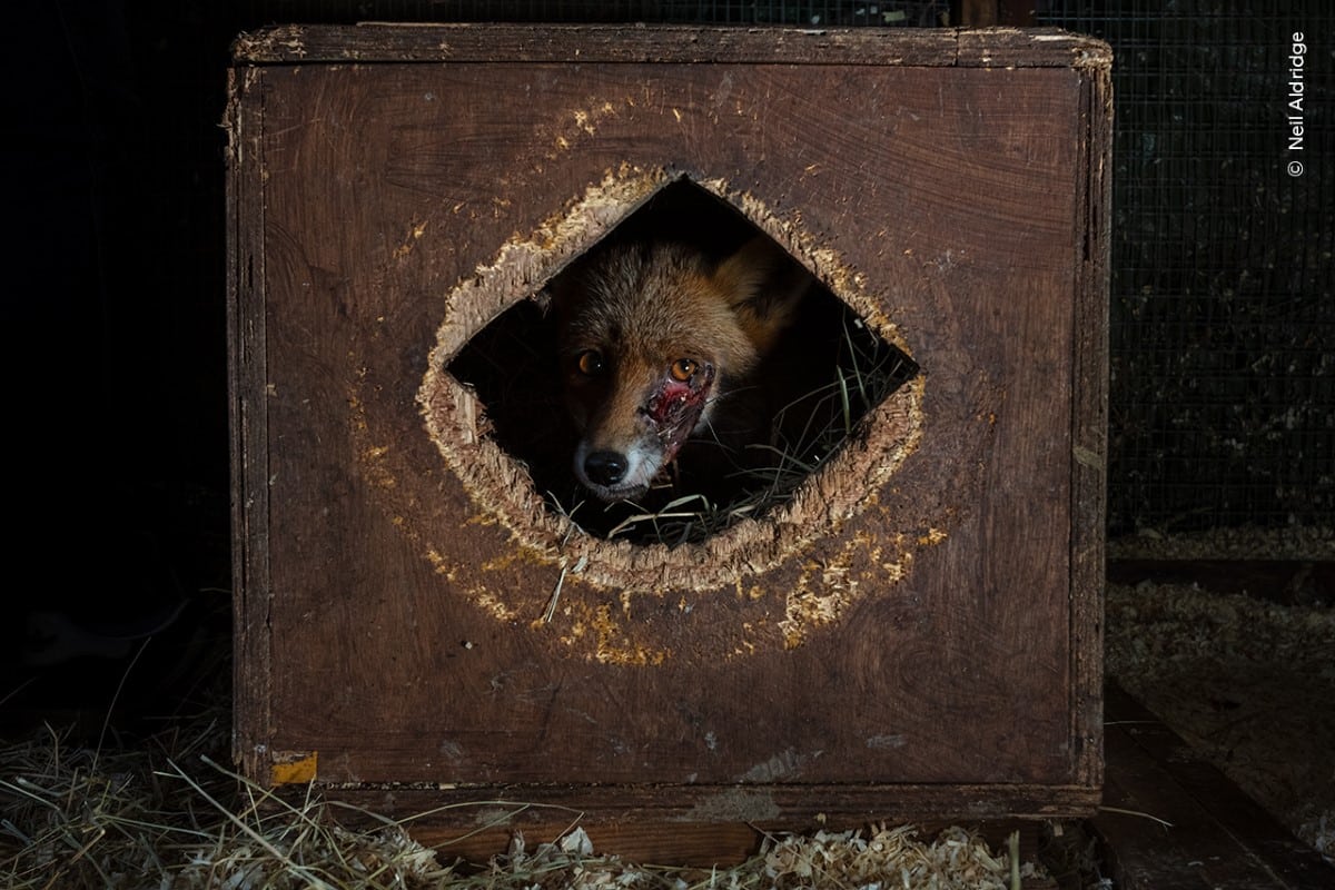 Injured fox at rehabilitation center