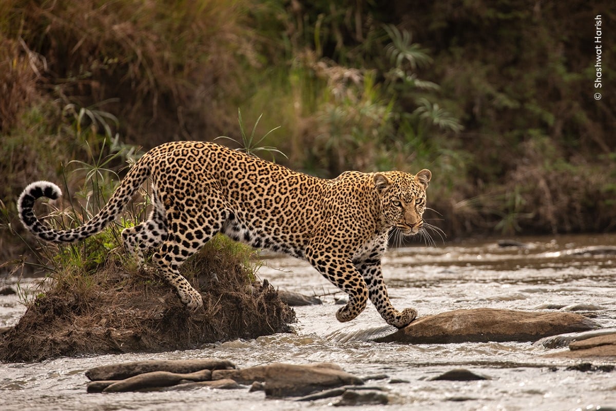 Leopard at the Maasai Mara 