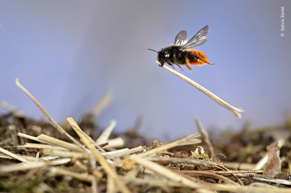 Mason bee building a nest