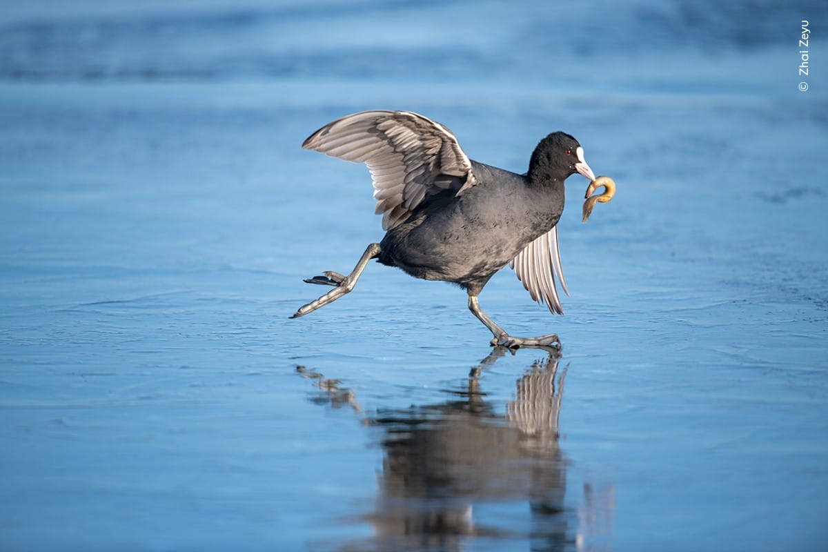 Common coot catching a small fish