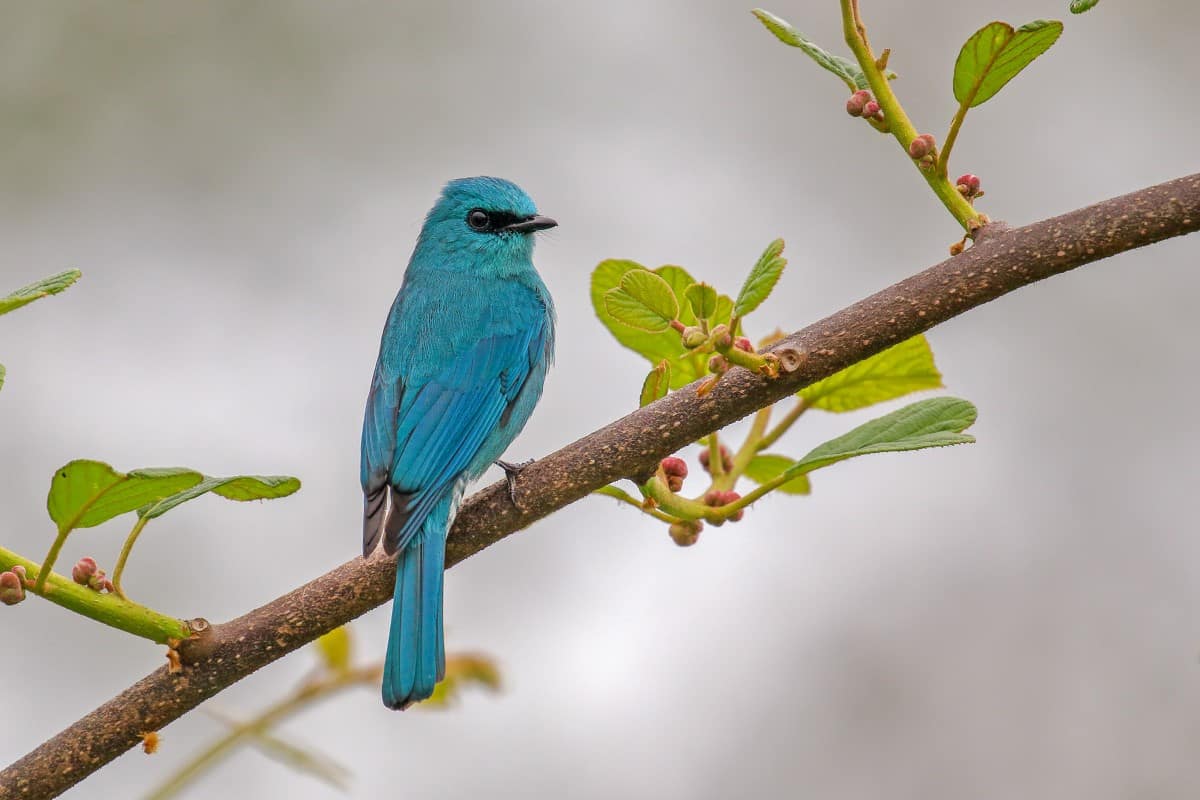 인도의 Verditer Flycatcher