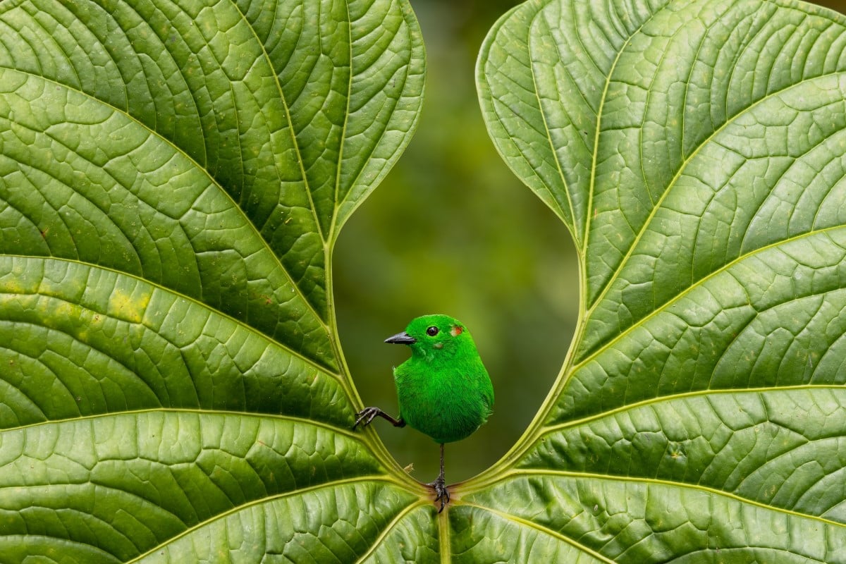 Glistening-green Tanager Perched on a Leaf in the Ecuadorian Jungle