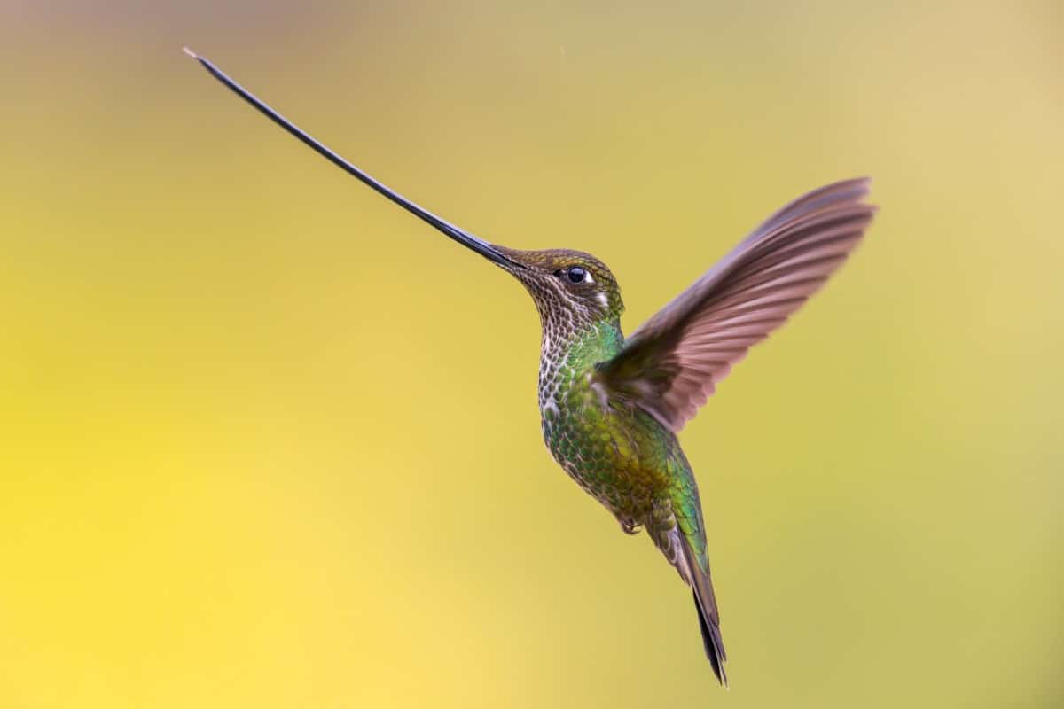 Sword-billed Hummingbird