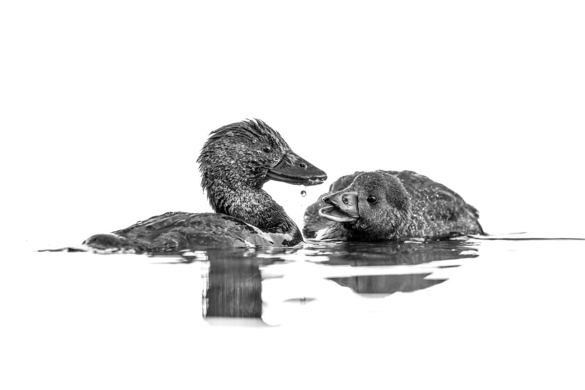 Young Musk Duck seems mesmerized by a drop of water falling from its mother’s mouth