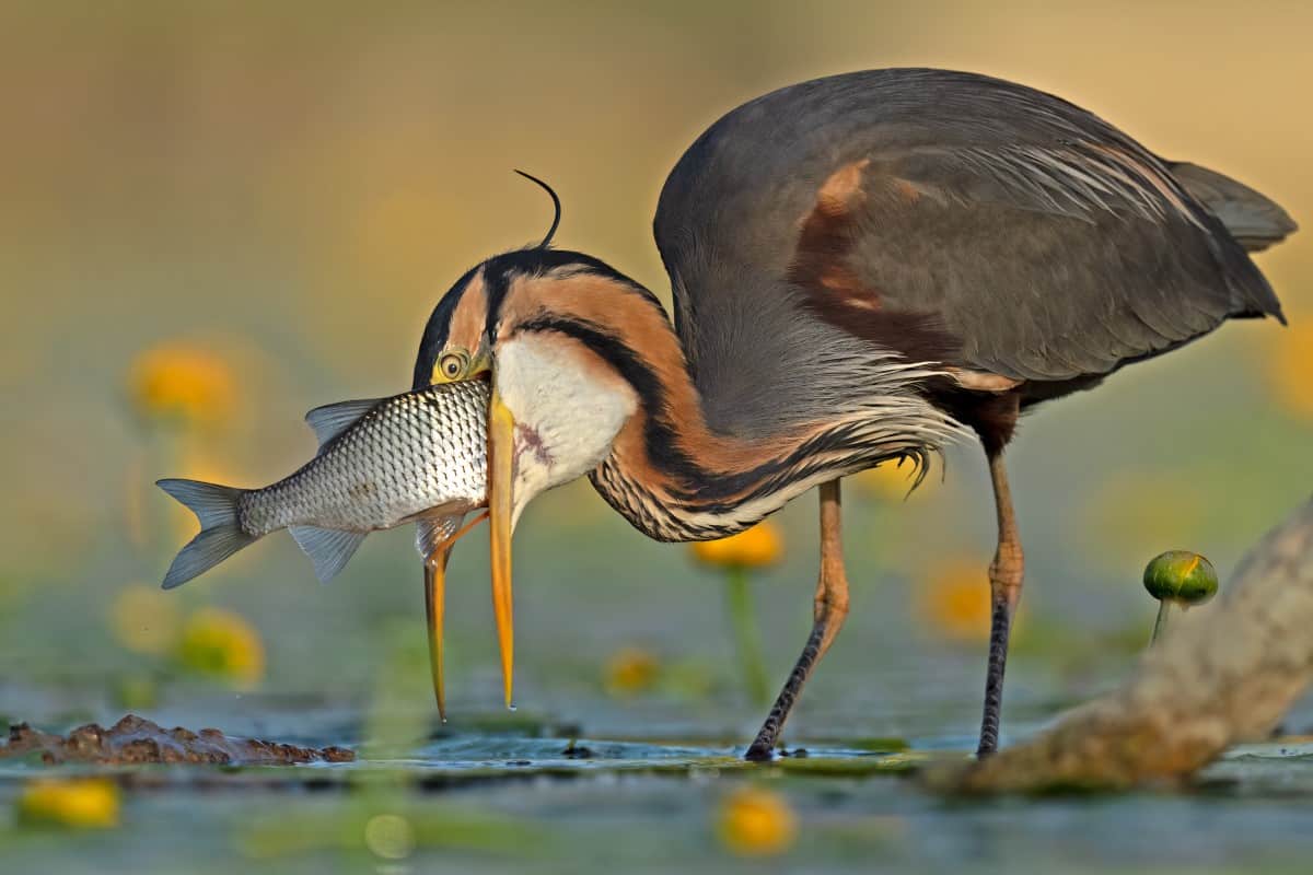 Purple Heron with a carp in its mouth