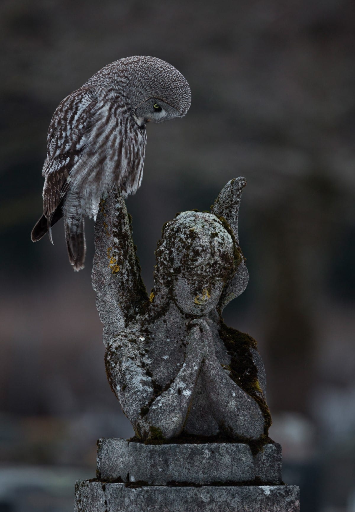 Great Grey Owl on Angel Statue