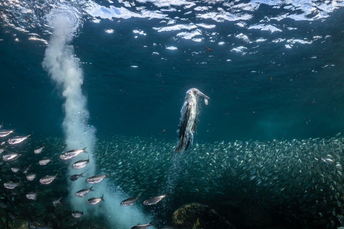 Blue-footed Booby in the middle of a sardine shoal