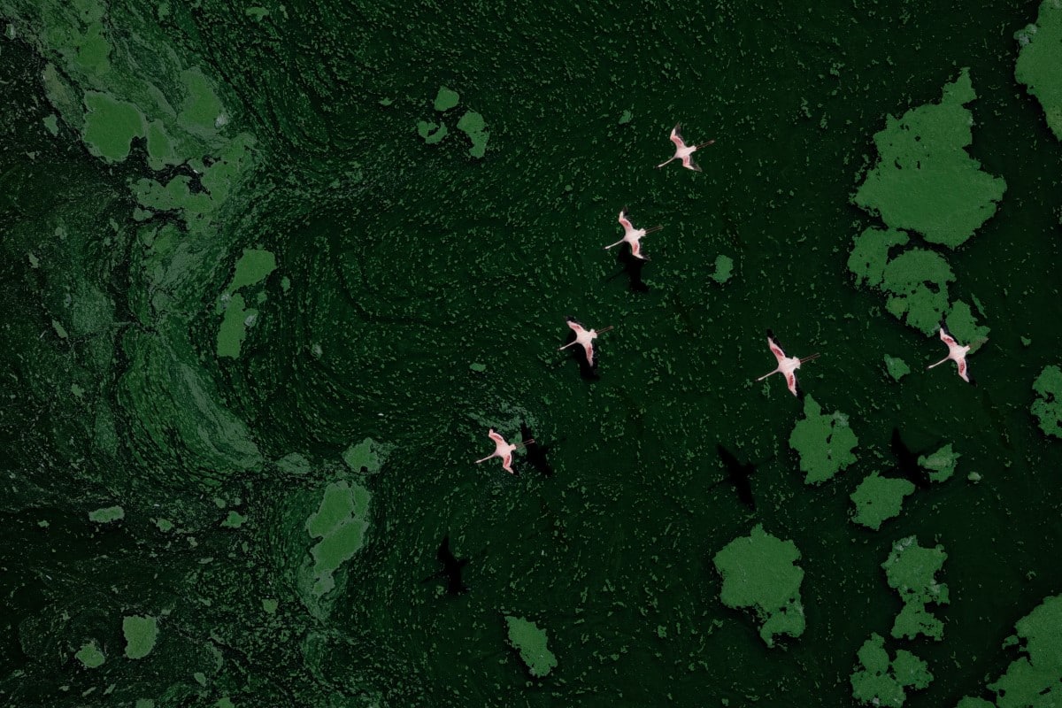 Flock of Lesser Flamingos in Flight