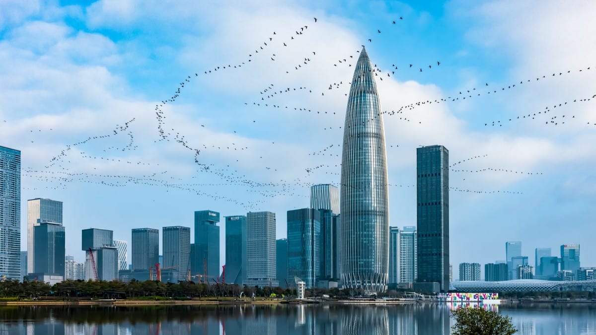 Migratory birds in Shenzhen, China
