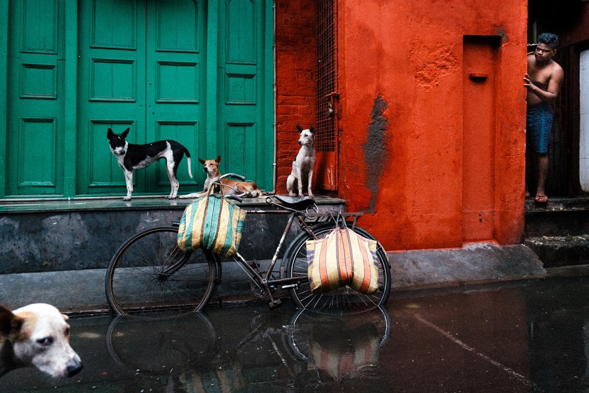 Dogs seeking shelter from a storm in Kolkata