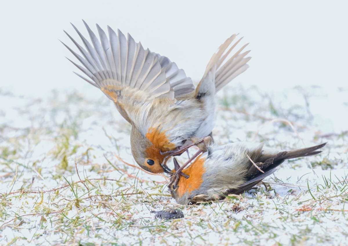 Robins fighting