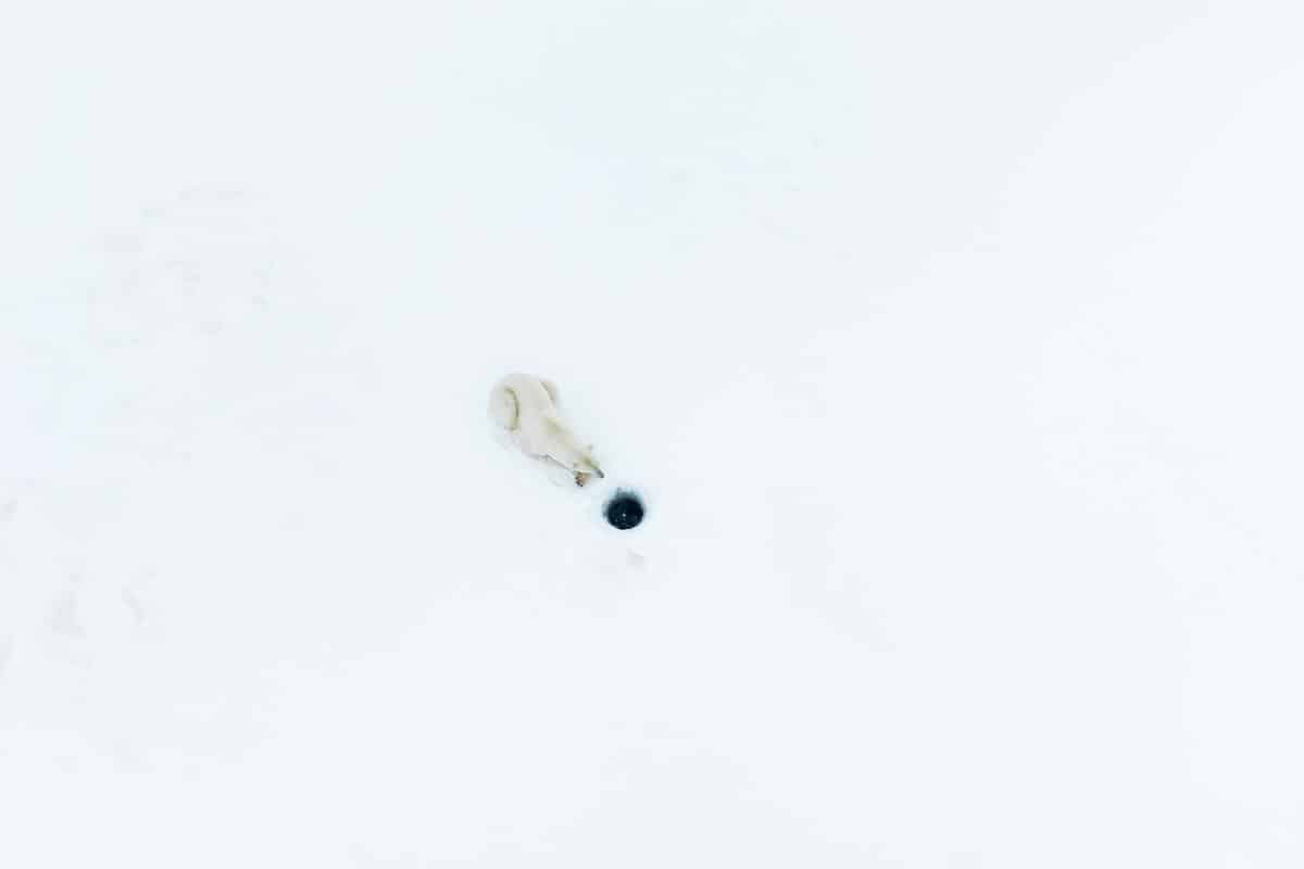 Polar bear waiting on an ice hole