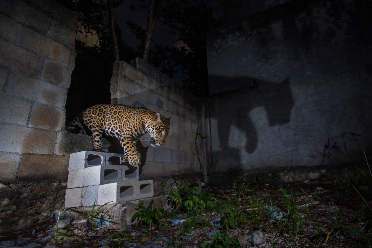 Jaguar walking down steps into the Mexican jungle