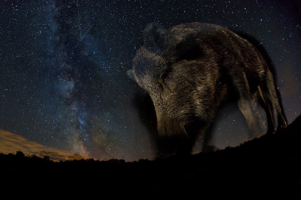 Wild boar with Milky Way in the Background