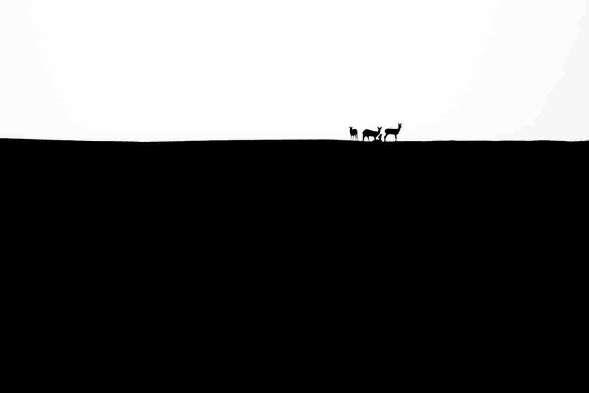 Silhouette of deer on a hill