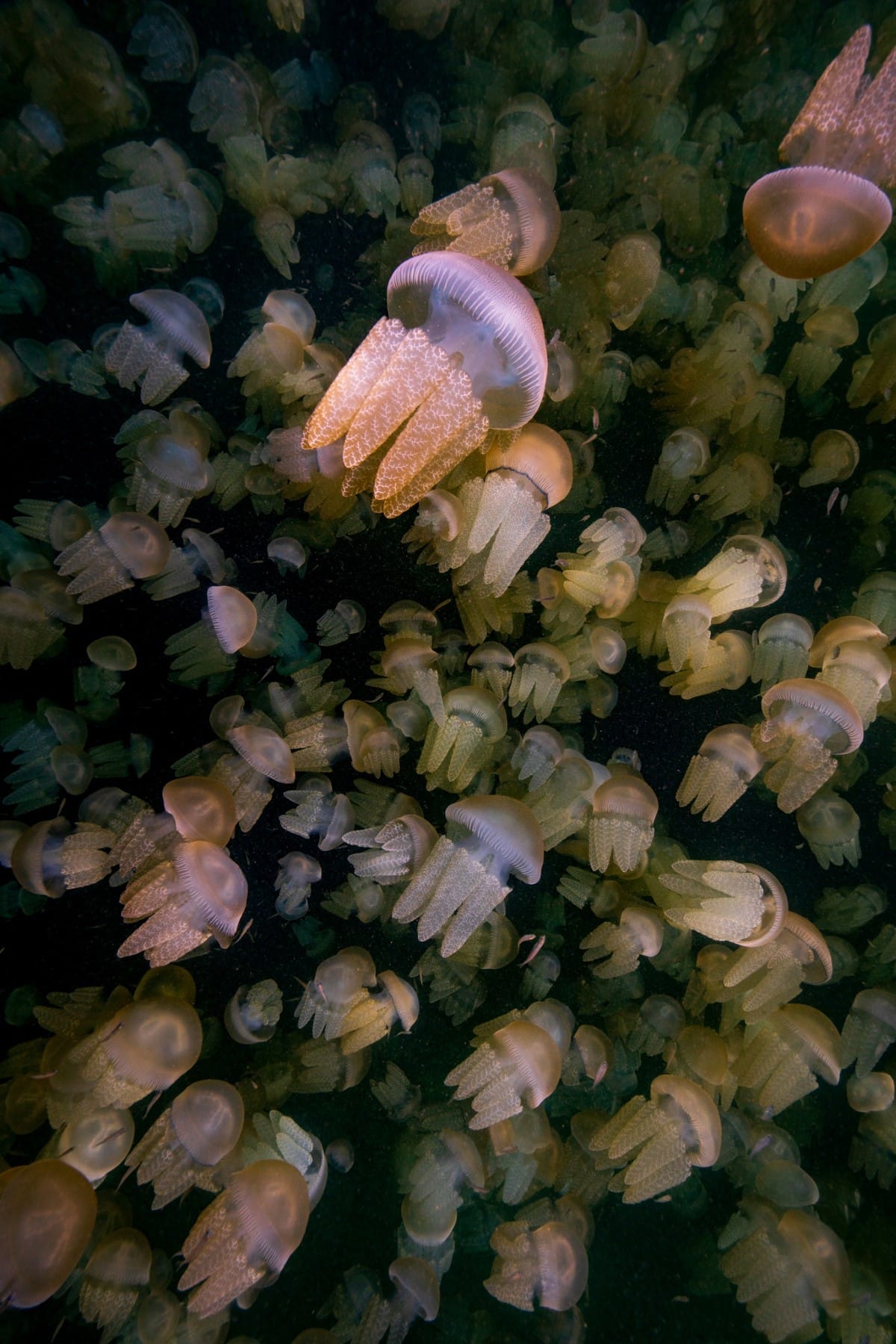 Blubber jellyfish underwater in Australia