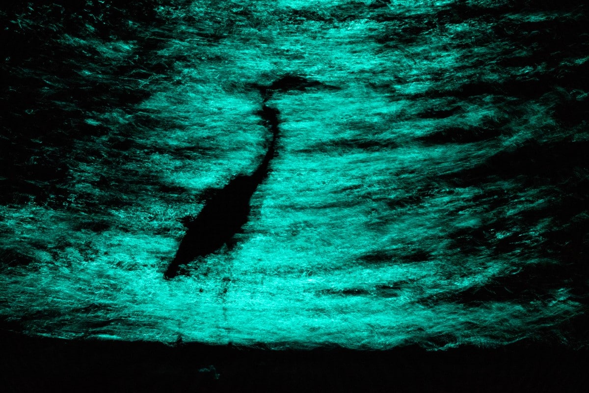 Shadow of great blue heron in water