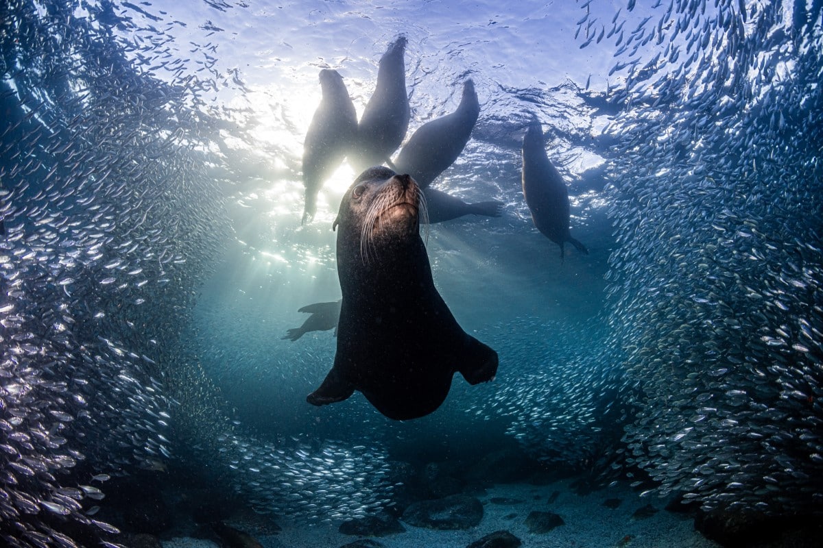 Male California sea lions underwater