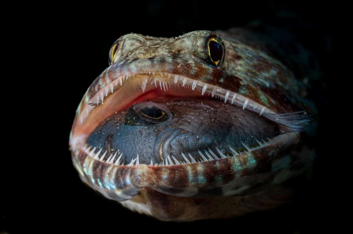 Lizardfish with an open mouth that reveals its last meal