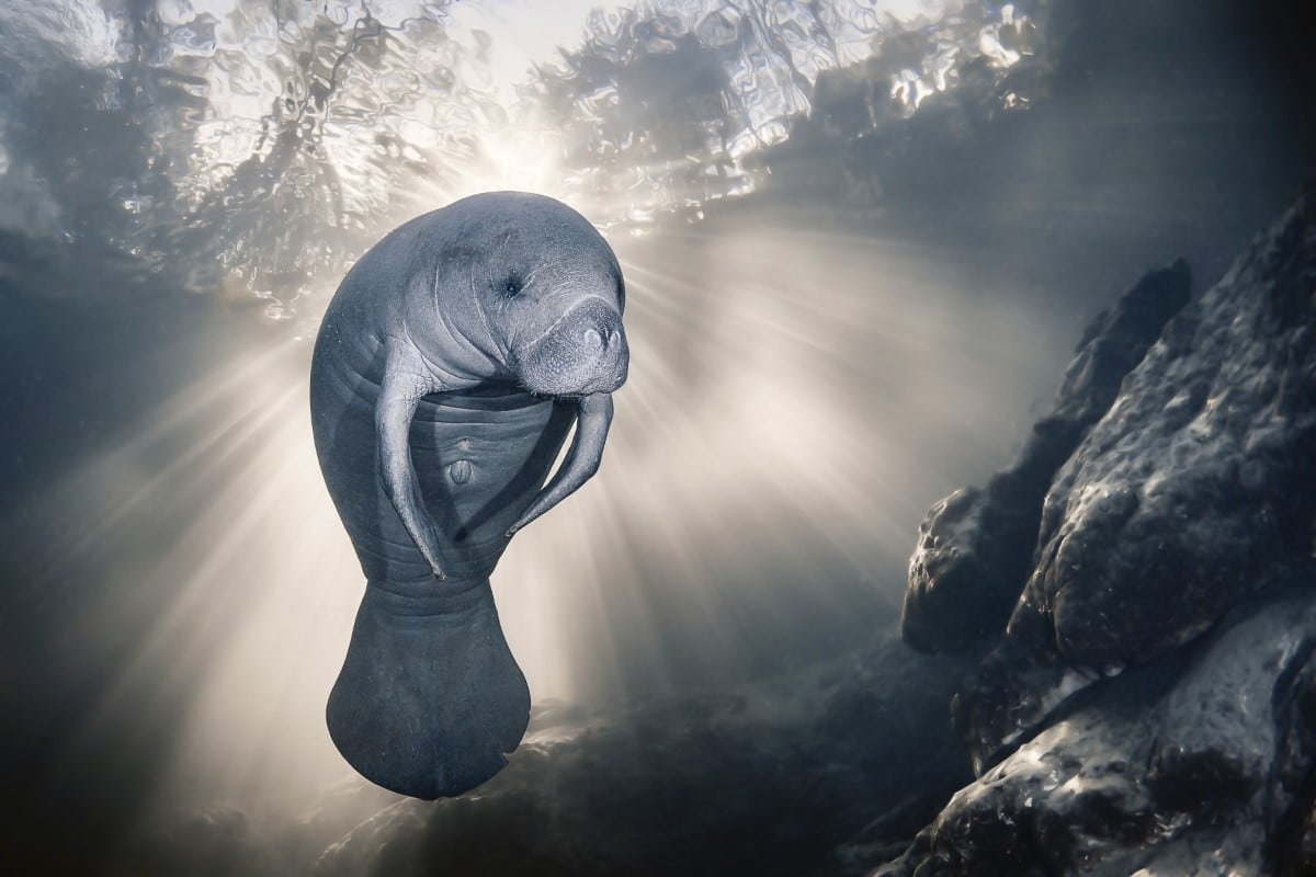 Manatee in Florida's Homosassa River