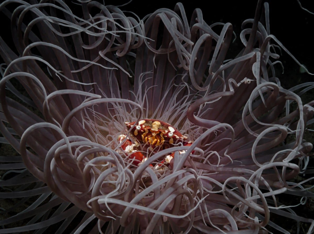 A crab sits in the center of a sea anemone 