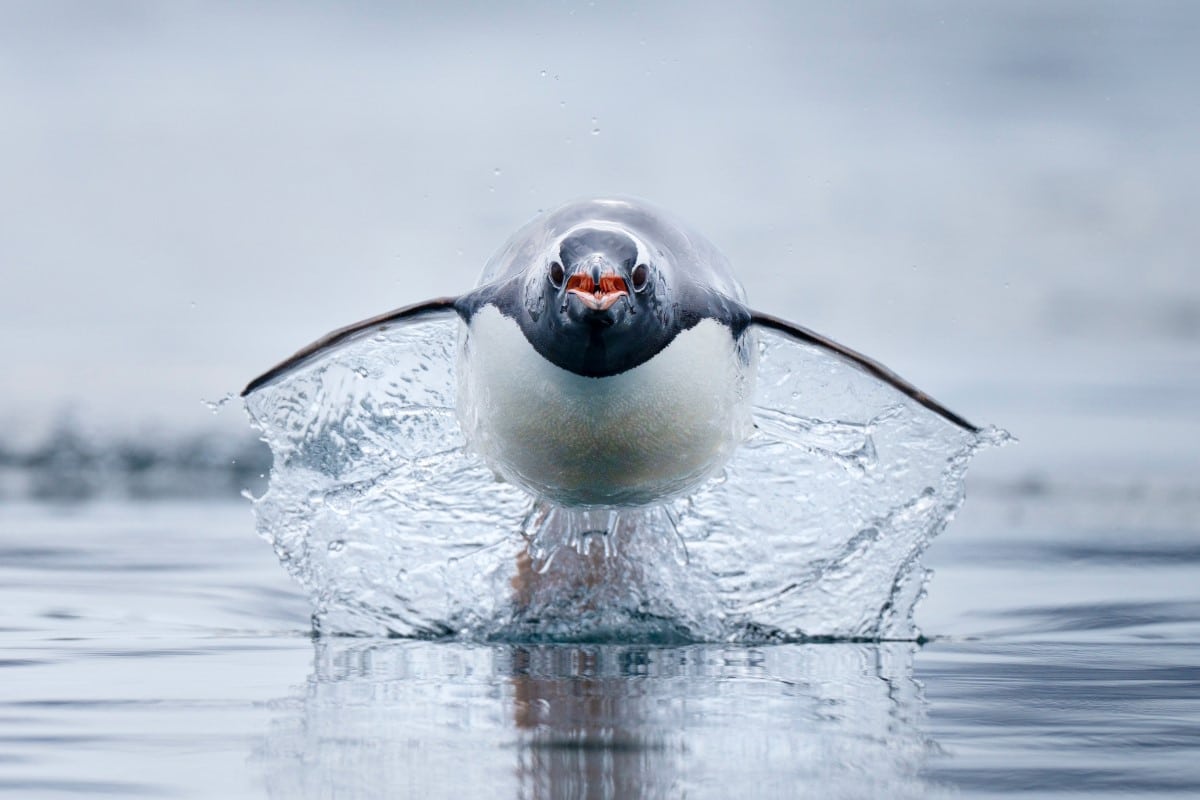 Gentoo penguin charging across the water